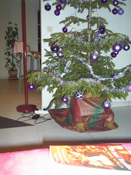 Mais qui se cache derri�re le sapin? ...