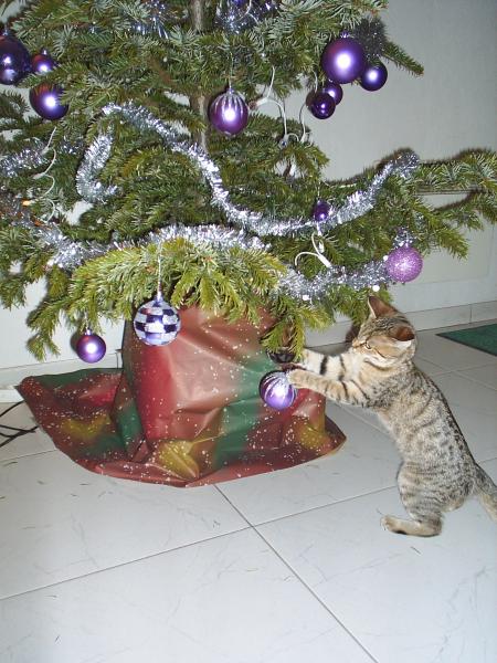 ... C'est CLIO, le chat de mon Grand-p�re 